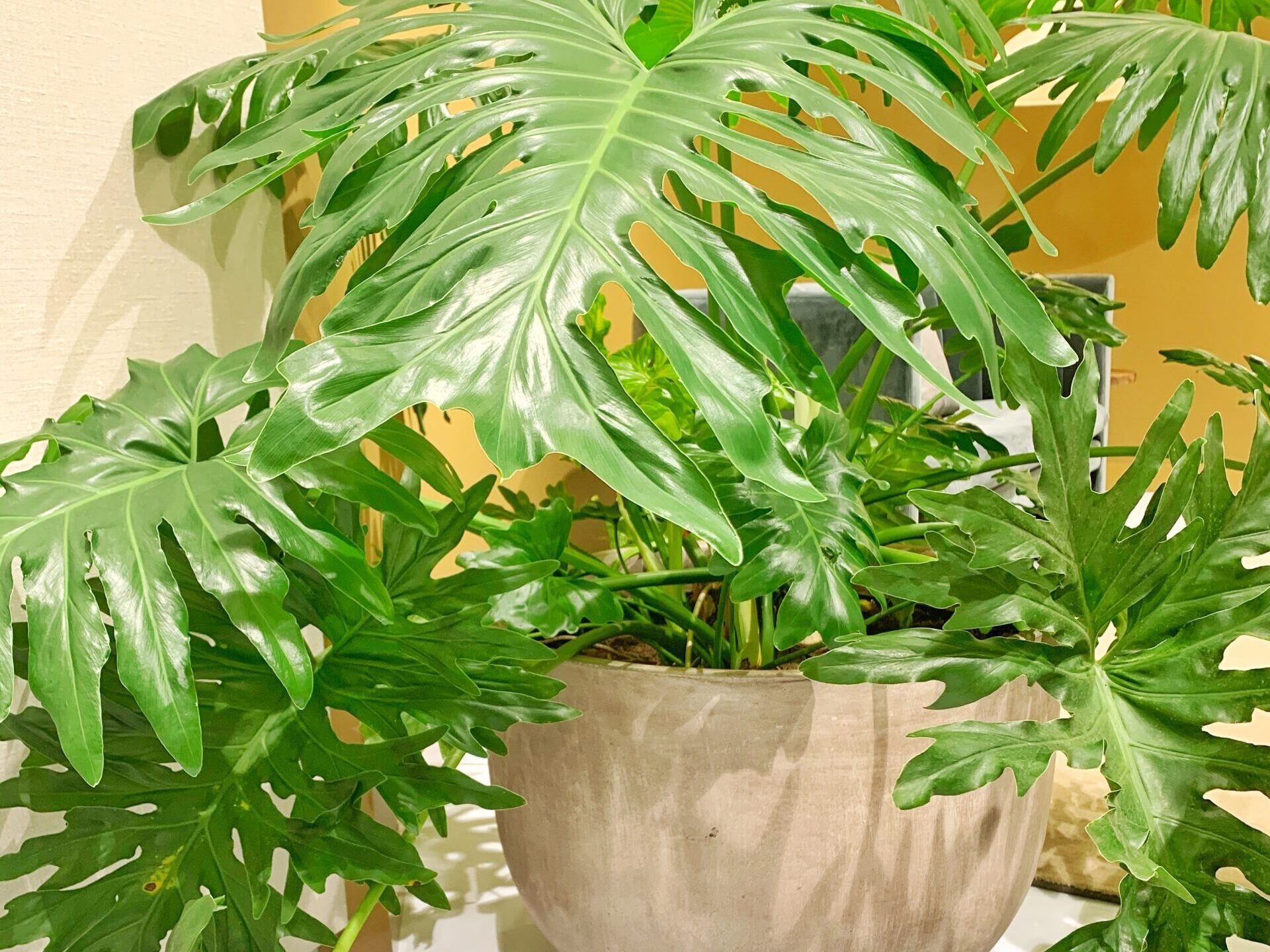 Grønne planter er godt for indeklimaet og giver dig på en gang både liv på kontoret og noget roligt og behageligt at kigge på.