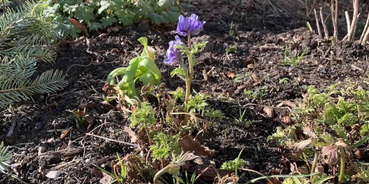 Forår og fuglekvidder Forår og fuglekvidder - kan fuglekvidder være larm?
